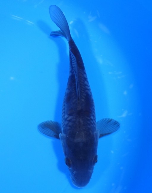 大鱗 落ち葉しぐれ 17cm 錦屋養鯉場 大鱗 落ち葉しぐれ 17cm 錦鯉販売 通信販売 錦屋養鯉場