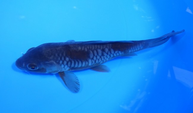 大鱗 落ち葉しぐれ 17cm 錦屋養鯉場 大鱗 落ち葉しぐれ 17cm 錦鯉販売 通信販売 錦屋養鯉場