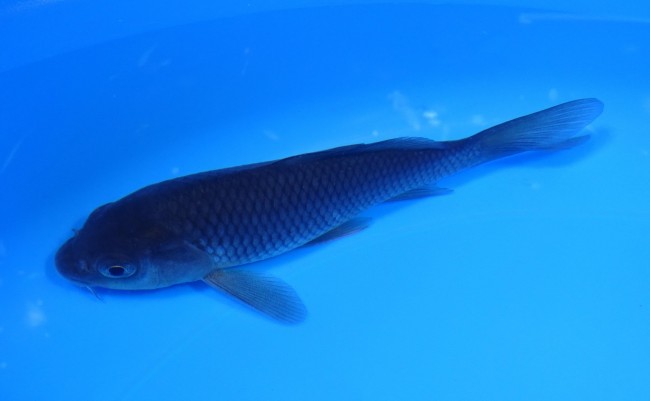 錦屋養鯉場 　真鯉　14cm 　 錦鯉　通信販売　錦屋養鯉場