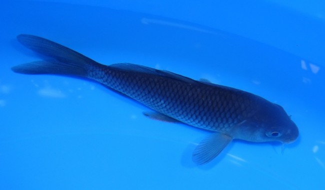 錦屋養鯉場 　真鯉　14cm 　 錦鯉　通信販売　錦屋養鯉場