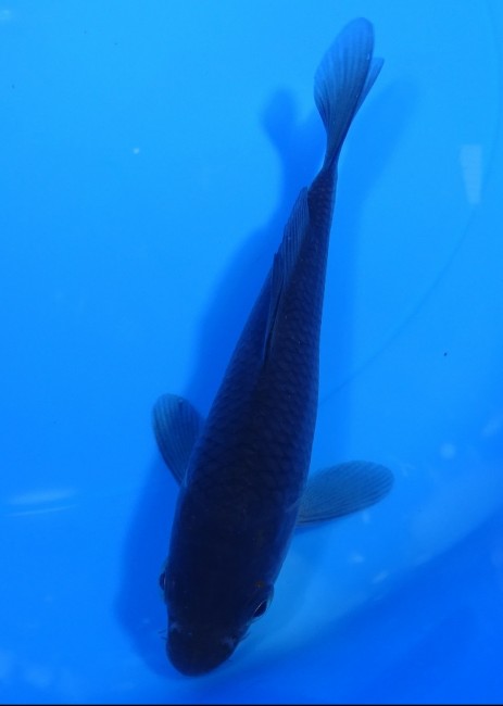 錦屋養鯉場 　真鯉　14cm 　 錦鯉　通信販売　錦屋養鯉場