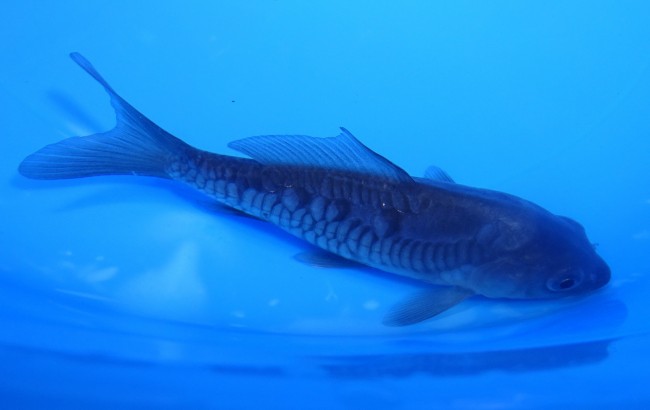 錦屋養鯉場　大鱗 空鯉　 13cm　錦鯉販売　通信販売　錦屋養鯉場