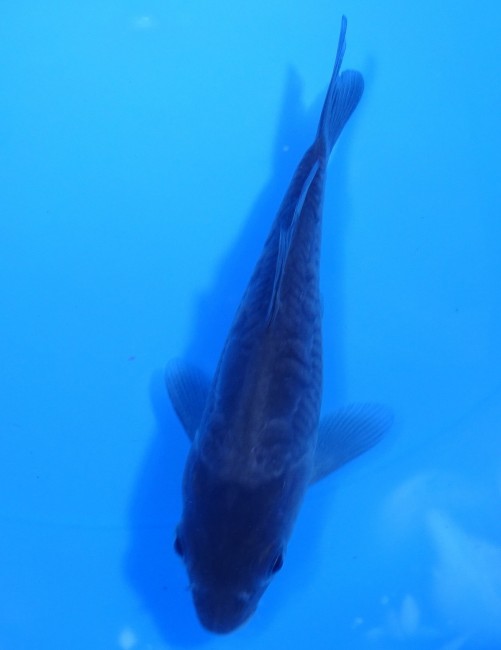 錦屋養鯉場　大鱗 空鯉　 13cm　錦鯉販売　通信販売　錦屋養鯉場