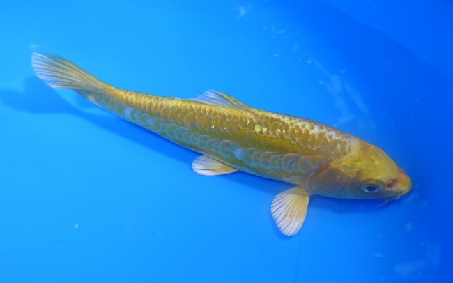 大鱗 黄金 15cm 錦屋養鯉場 大鱗 黄金 15cm 錦鯉販売 通信販売 錦屋養鯉場