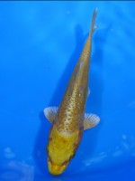 　大鱗  黄金　15cm 　