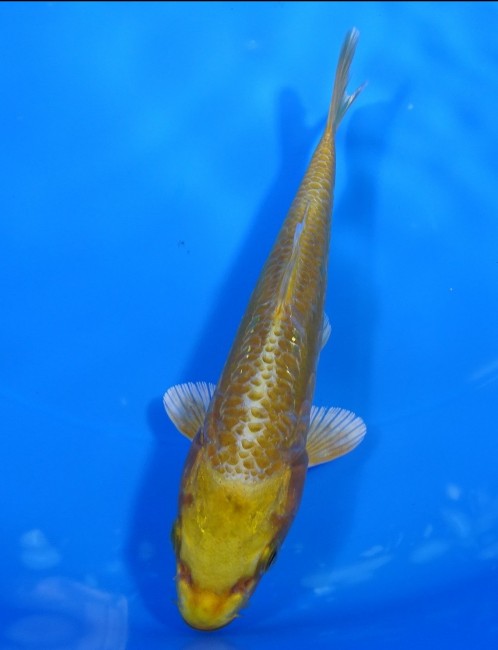大鱗 黄金 15cm 錦屋養鯉場 大鱗 黄金 15cm 錦鯉販売 通信販売 錦屋養鯉場