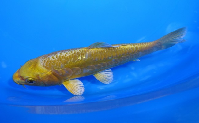 大鱗 黄金 15cm 錦屋養鯉場 大鱗 黄金 15cm 錦鯉販売 通信販売 錦屋養鯉場