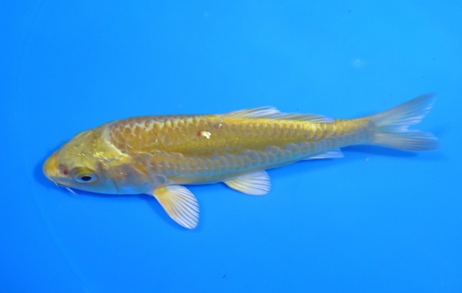 大鱗 黄金 12cm 錦屋養鯉場 大鱗 黄金 12cm 錦鯉販売 通信販売 錦屋養鯉場