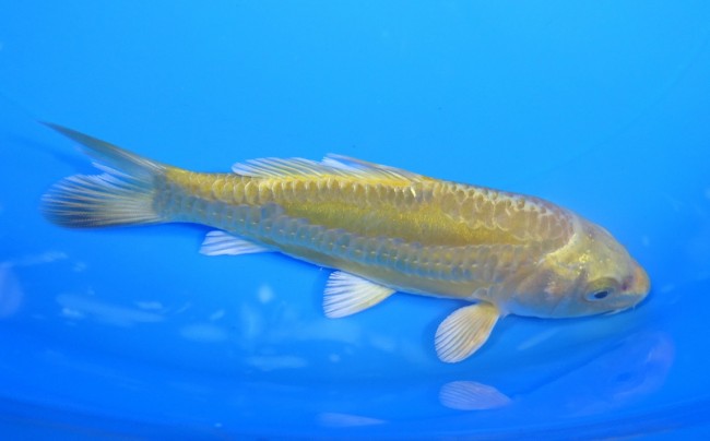 大鱗 黄金 12cm 錦屋養鯉場 大鱗 黄金 12cm 錦鯉販売 通信販売 錦屋養鯉場
