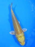  　大鱗  黄金　12cm 　