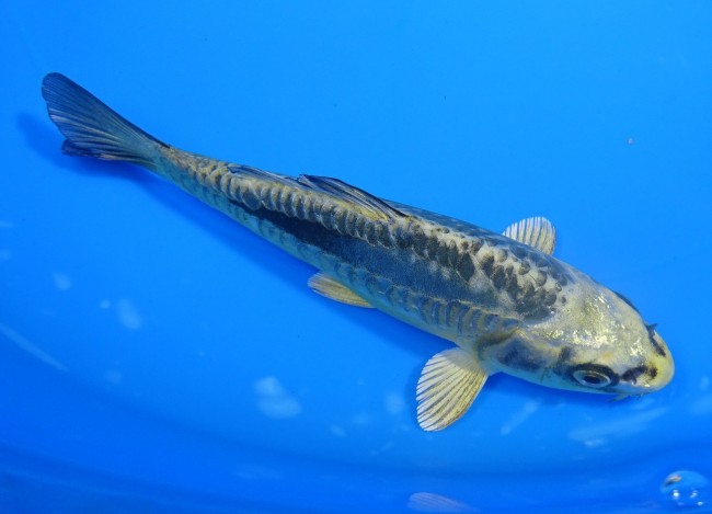 錦屋養鯉場 　大鱗ブルー輝黒黄金　13cm 　錦鯉販売　通信販売　錦屋養鯉場