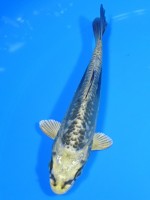  　大鱗ブルー輝黒黄金　13cm 　