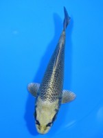  　むかし黄金　14cm 　