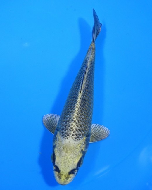 むかし黄金 14cm 錦屋養鯉場 むかし黄金 14cm 錦屋養鯉場 錦鯉販売 通信販売