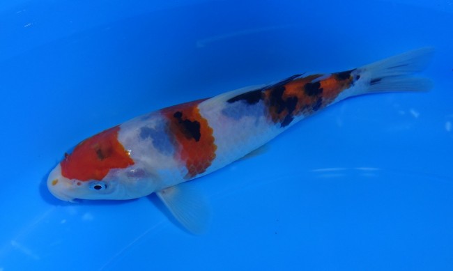 大正三色 17cm 錦屋養鯉場 大正三色 17cm 錦鯉販売 通信販売 錦屋養鯉場