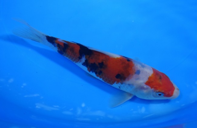 大正三色 17cm 錦屋養鯉場 大正三色 17cm 錦鯉販売 通信販売 錦屋養鯉場