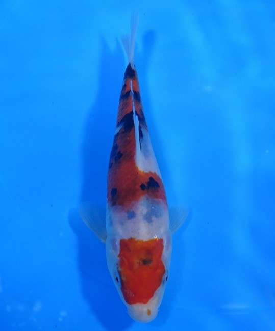 大正三色 17cm 錦屋養鯉場 大正三色 17cm 錦鯉販売 通信販売 錦屋養鯉場