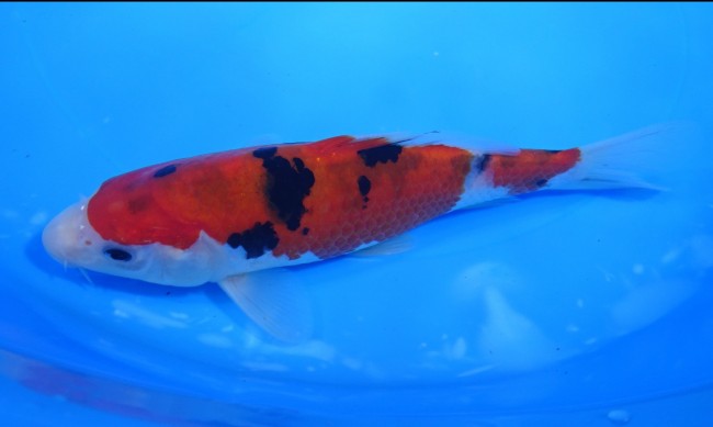 錦屋養鯉場 　大正三色　18cm　 錦鯉販売　通信販売　錦屋養鯉場