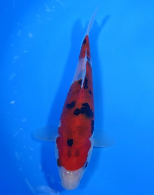 錦屋養鯉場 　大正三色　18cm　 錦鯉販売　通信販売　錦屋養鯉場