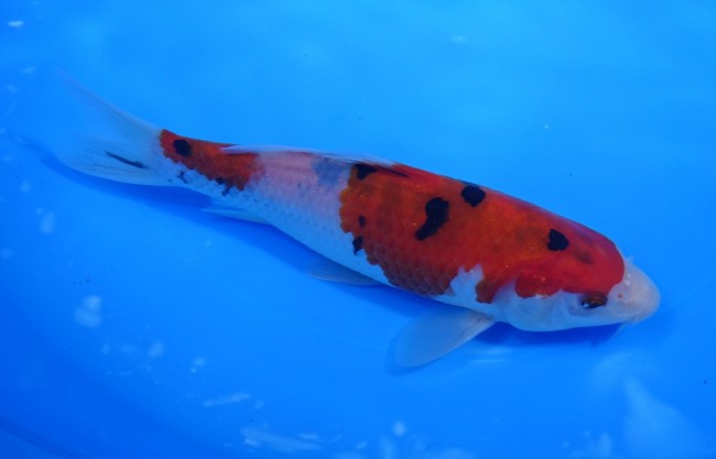 錦屋養鯉場 　大正三色　18cm　 錦鯉販売　通信販売　錦屋養鯉場