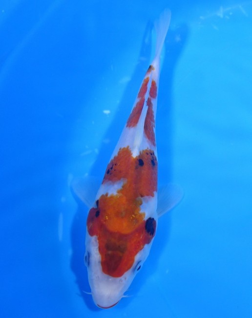 錦屋養鯉場 　大正三色　19cm　 錦鯉販売　通信販売　錦屋養鯉場