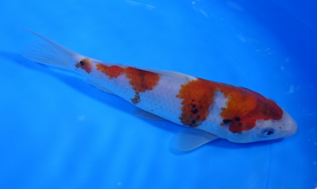 錦屋養鯉場 　大正三色　19cm　 錦鯉販売　通信販売　錦屋養鯉場