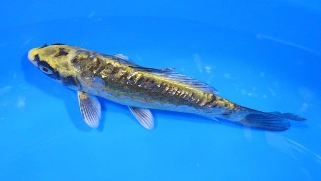 錦屋養鯉場 　大鱗ダイヤ銀鱗 緑紺黄金　16cm 　錦鯉販売　通信販売　錦屋養鯉場