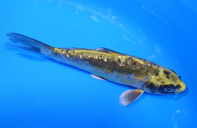 錦屋養鯉場 　大鱗ダイヤ銀鱗 緑紺黄金　16cm 　錦鯉販売　通信販売　錦屋養鯉場