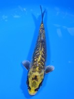  　大鱗ダイヤ銀鱗  緑紺黄金　13cm 　