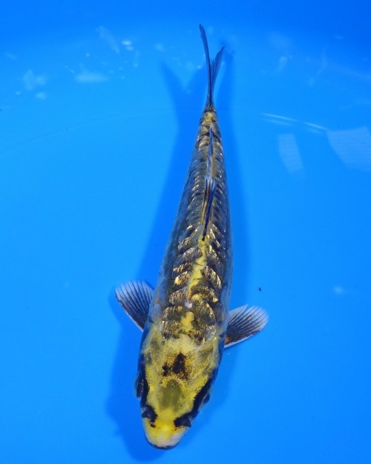 錦屋養鯉場 　大鱗ダイヤ銀鱗  緑紺黄金　16cm 　錦鯉販売　通信販売　錦屋養鯉場