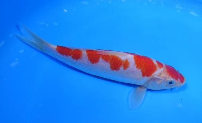 錦屋養鯉場 　紅白　16cm　 錦鯉販売　通信販売　錦屋養鯉場