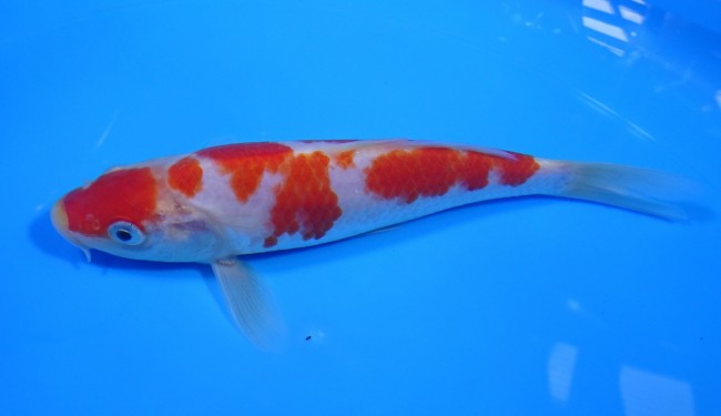 錦屋養鯉場 　紅白　16cm　 錦鯉販売　通信販売　錦屋養鯉場