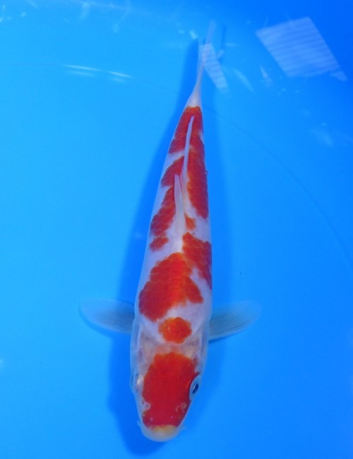 錦屋養鯉場 　紅白　16cm　 錦鯉販売　通信販売　錦屋養鯉場