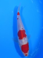  　パール銀鱗 紅白　16cm　 