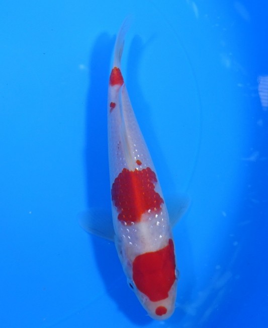 錦屋養鯉場 　パール銀鱗 紅白　16cm　 錦鯉販売　通信販売　錦屋養鯉場