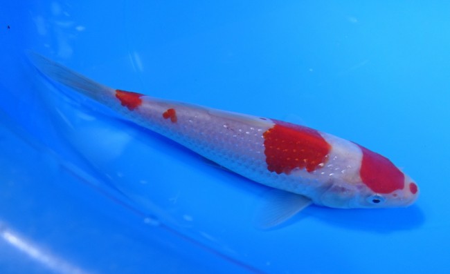 錦屋養鯉場 　パール銀鱗 紅白　16cm　 錦鯉販売　通信販売　錦屋養鯉場