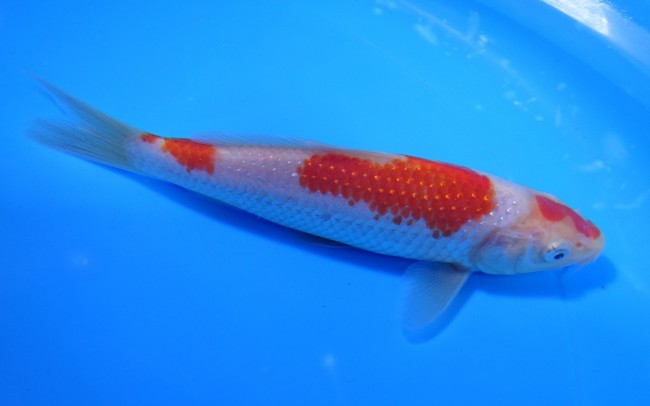 錦屋養鯉場 　パール銀鱗 紅白　17cm　 錦鯉販売　通信販売　錦屋養鯉場