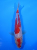  　パール銀鱗 紅白　17cm　 