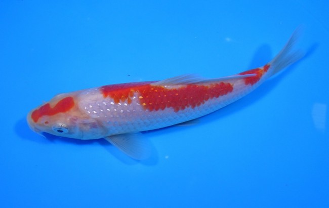 錦屋養鯉場 　パール銀鱗 紅白　17cm　 錦鯉販売　通信販売　錦屋養鯉場