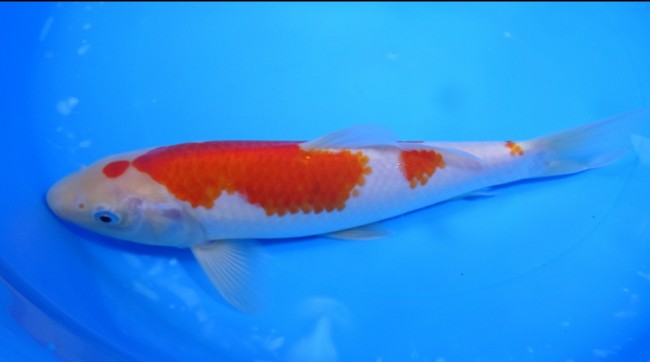 錦屋養鯉場 　小丸天 紅白　24cm　 錦鯉販売　通信販売　錦屋養鯉場