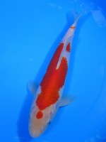  　小丸天  紅白　24cm　 