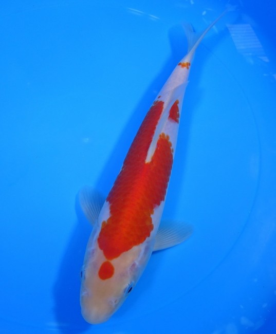 錦屋養鯉場 　小丸天  紅白　24cm　 錦鯉販売　通信販売　錦屋養鯉場