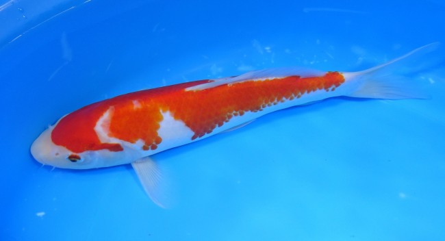 錦屋養鯉場 　 紅白　25cm　 錦鯉販売　通信販売　錦屋養鯉場