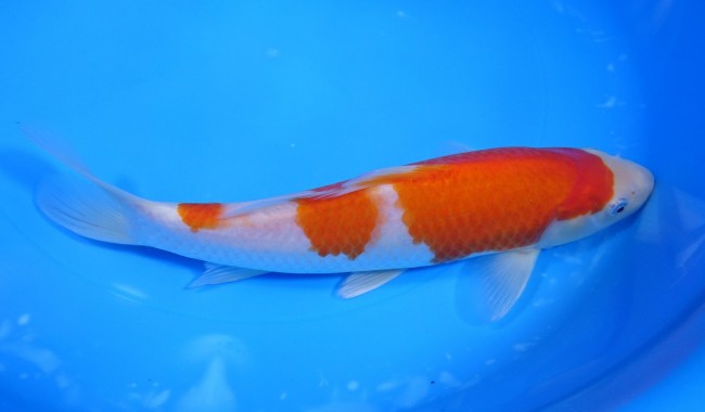 錦屋養鯉場 　 紅白　24cm　 錦鯉販売　通信販売　錦屋養鯉場