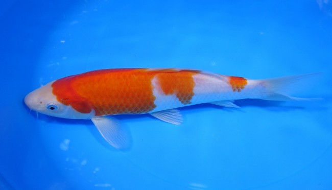 錦屋養鯉場 　 紅白　24cm　 錦鯉販売　通信販売　錦屋養鯉場