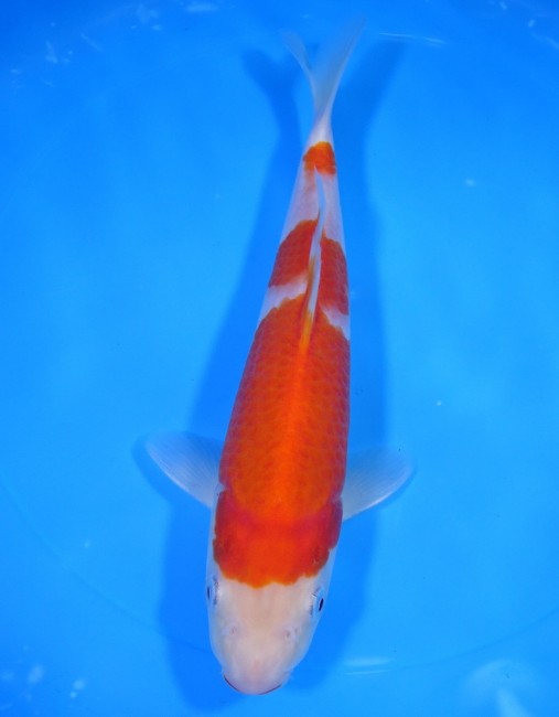 錦屋養鯉場 　 紅白　24cm　 錦鯉販売　通信販売　錦屋養鯉場