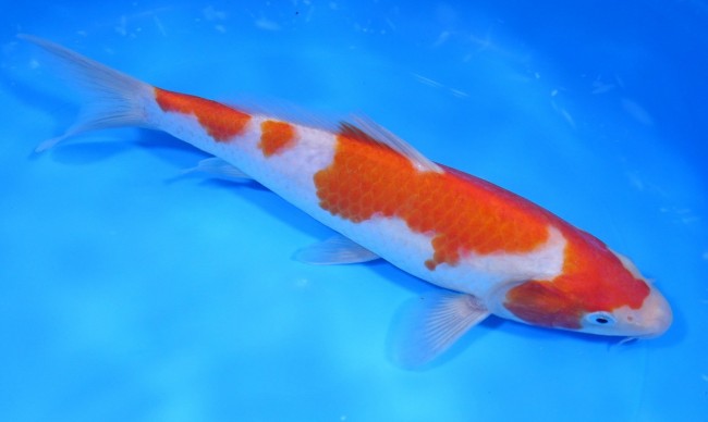 紅白 25cm 錦屋養鯉場 紅白 25cm 錦鯉販売 通信販売 錦屋養鯉場