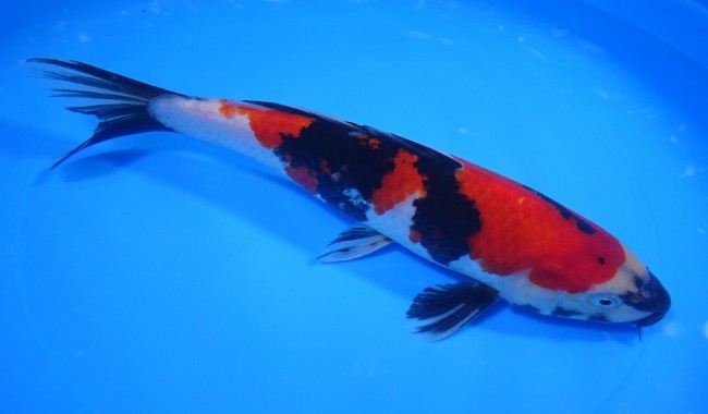 錦屋養鯉場 　昭和三色　25cm　金魚販売　錦鯉販売　通信販売　錦屋養鯉場