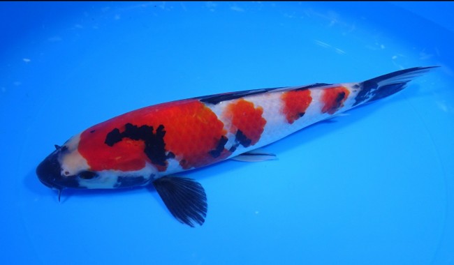 錦屋養鯉場 　昭和三色　25cm　金魚販売　錦鯉販売　通信販売　錦屋養鯉場