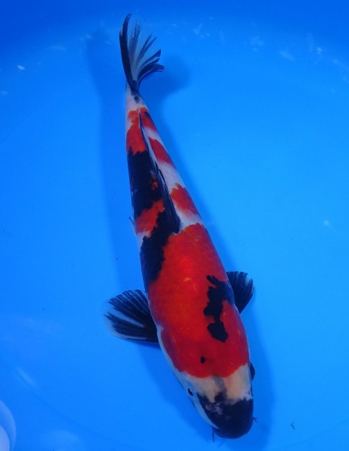 錦屋養鯉場 　昭和三色　25cm　金魚販売　錦鯉販売　通信販売　錦屋養鯉場